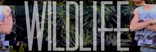 DaSnakeNGrass's profile banner image