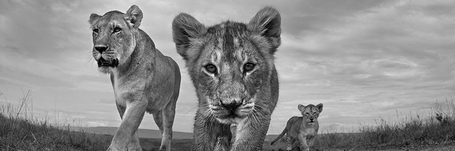ram_jalan's profile banner image