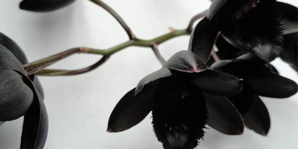 IngkaMaris's profile banner image