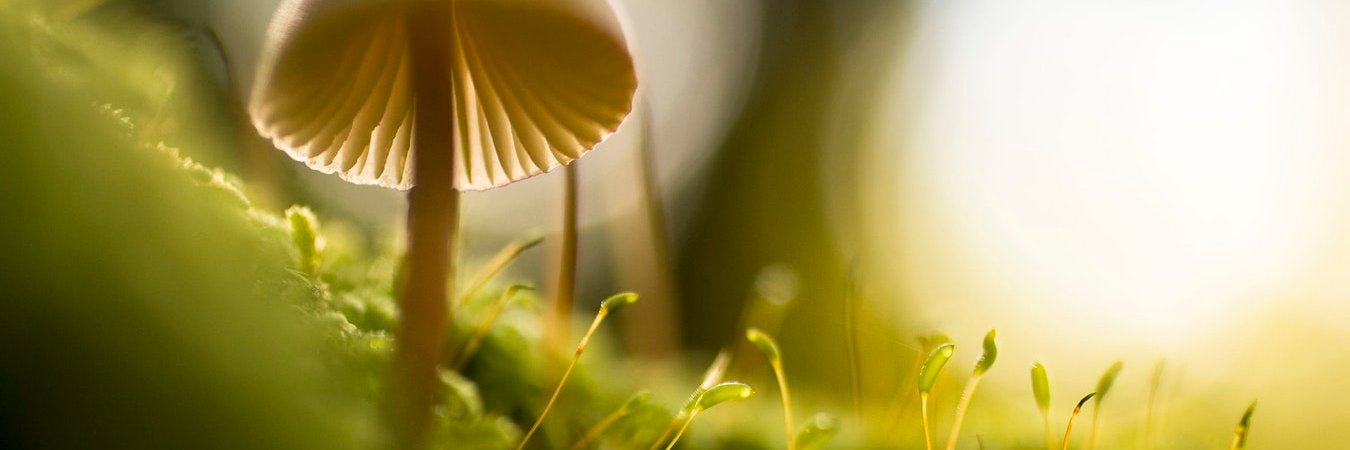 Random Tweets banner