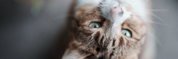 DongXueyi Profile Banner