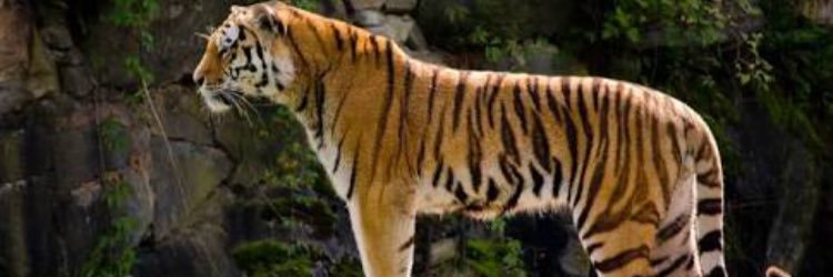 AmTigerr's profile banner image