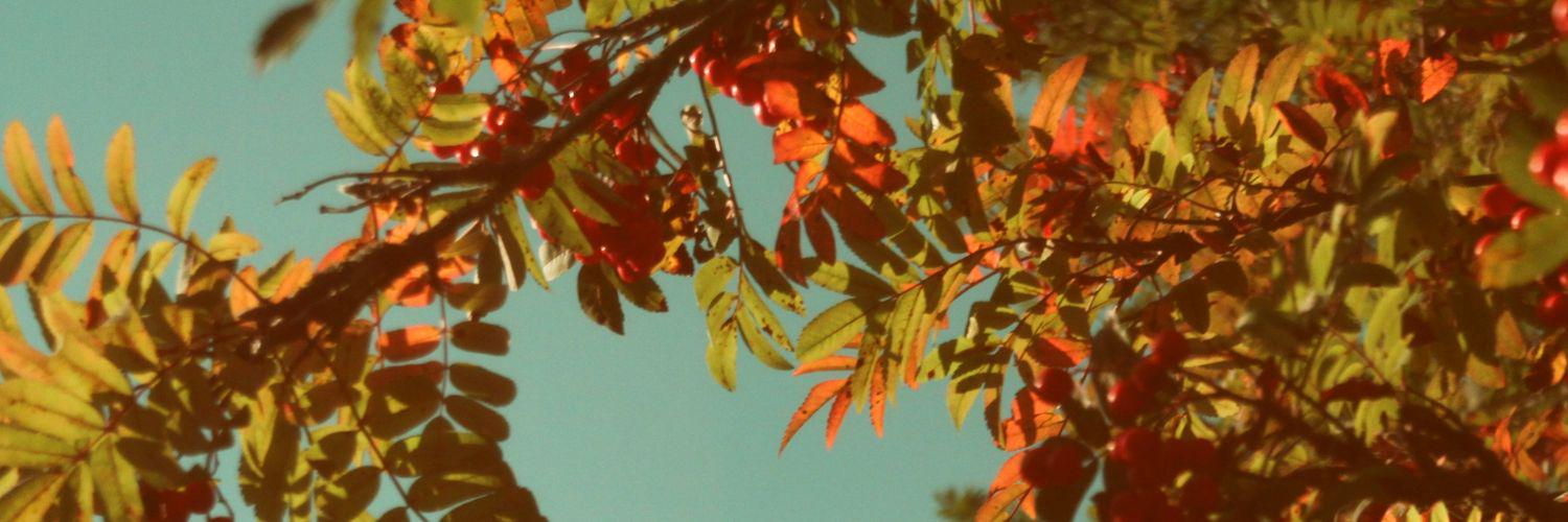 LalaN0210's profile banner image