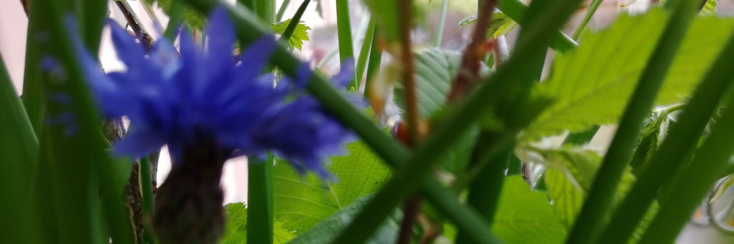 🙏Evaimparadies🕊️ banner