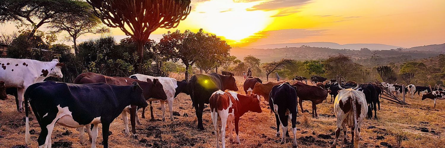 Prince ℹ️ banner