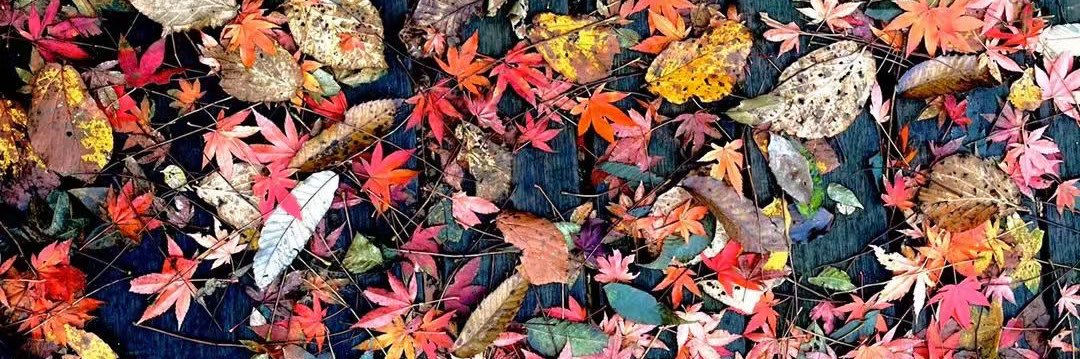tangtan's profile banner image