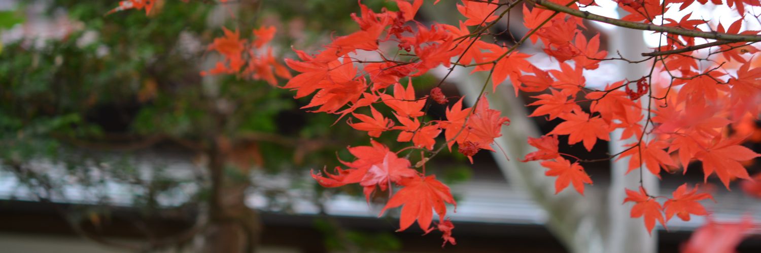 endlessbaum's profile banner image