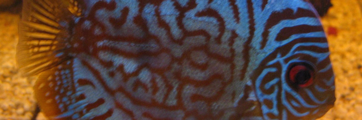leotheplaya's profile banner image