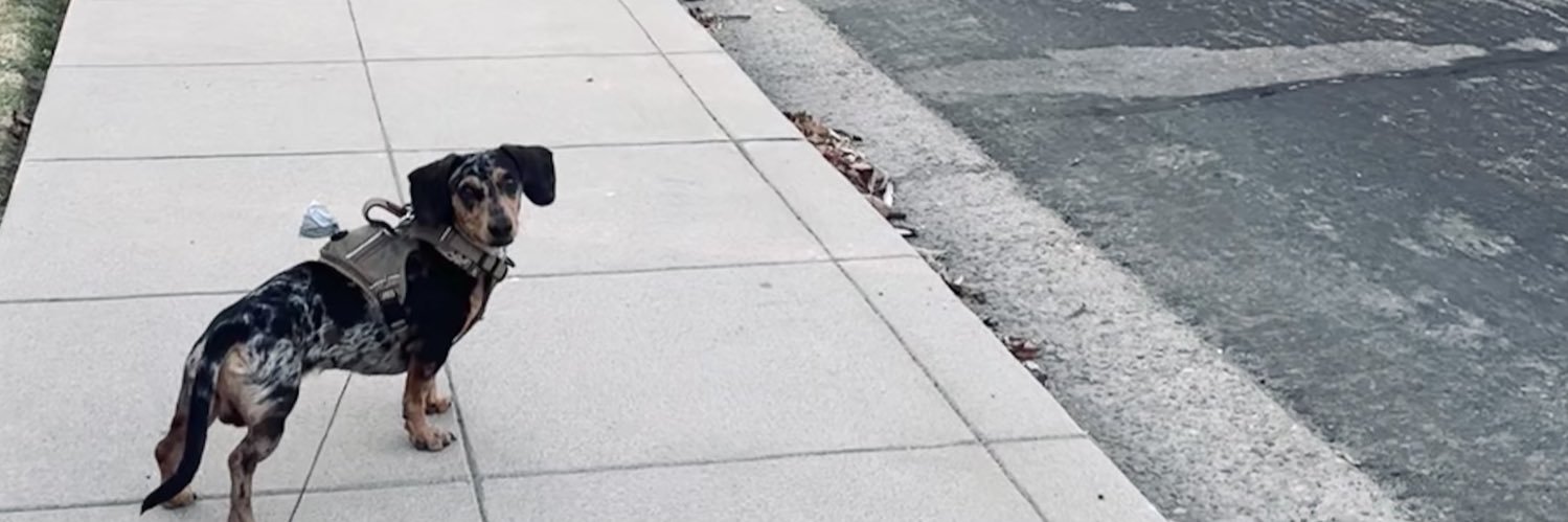 rosieepadilla's profile banner image