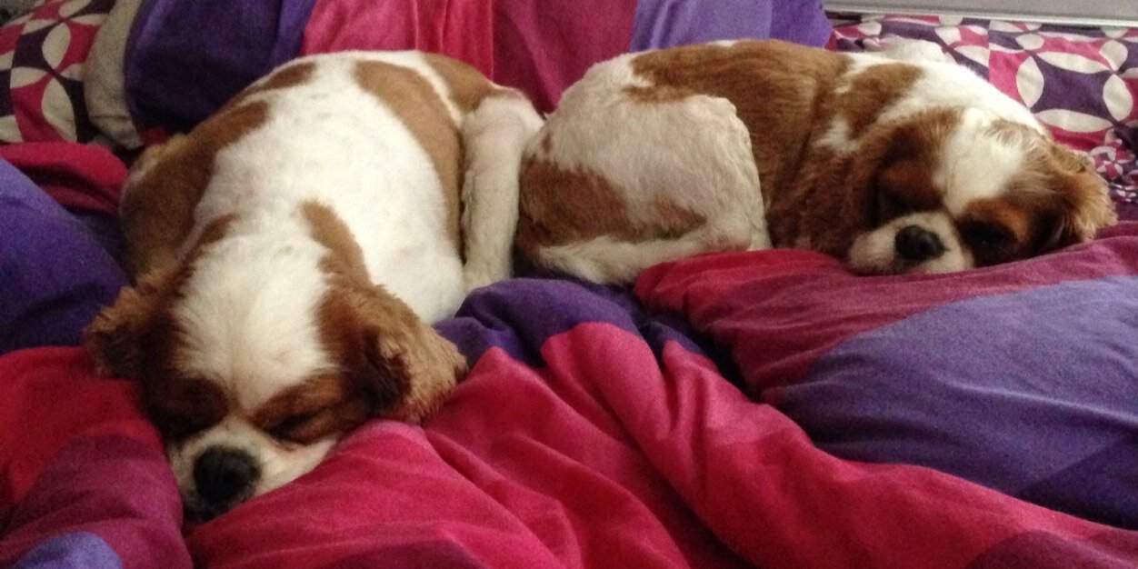 Jodie West-Attrill banner