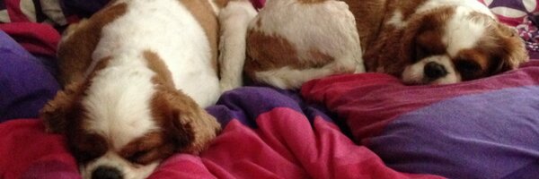 attrill10 Profile Banner