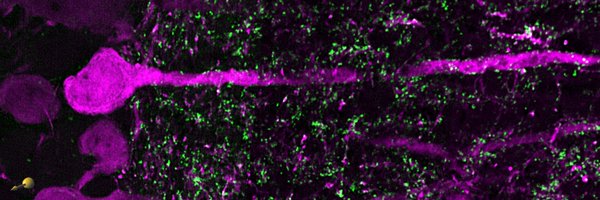 LinTianPhD Profile Banner