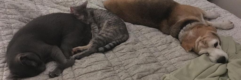 SilviaT 🇦🇷♥️🙂💪🇦🇷🐱🇺🇦 banner