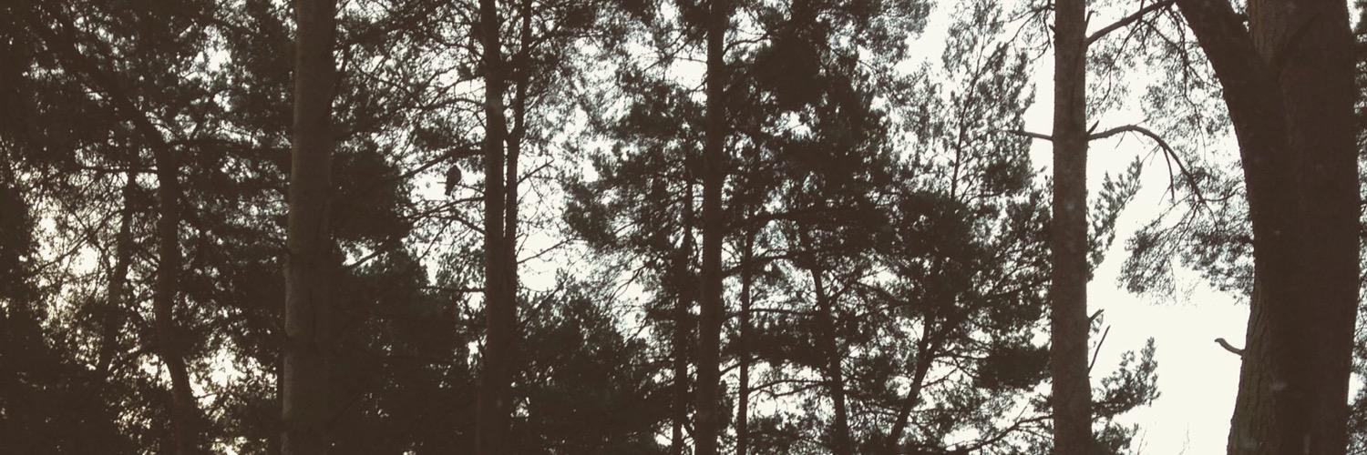 Stalkybluejay's profile banner image