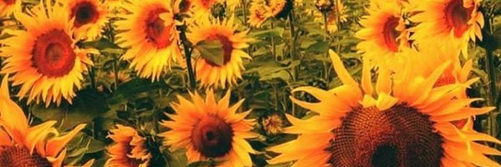 osmarybella's profile banner image
