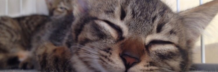 anchans1's profile banner image