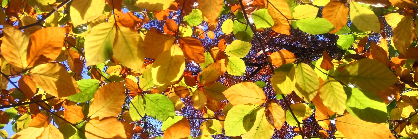 EMECEcology's profile banner image