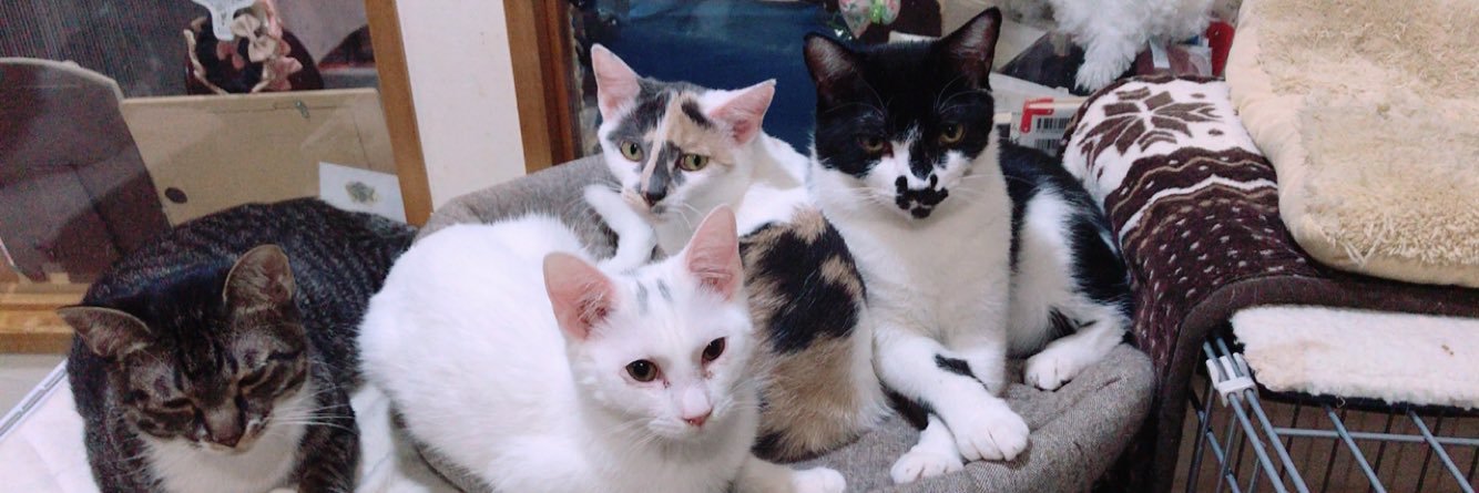 CATS&DOGS CAFE banner