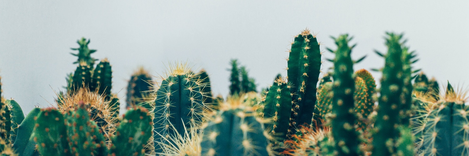 arizonalanguage's profile banner image
