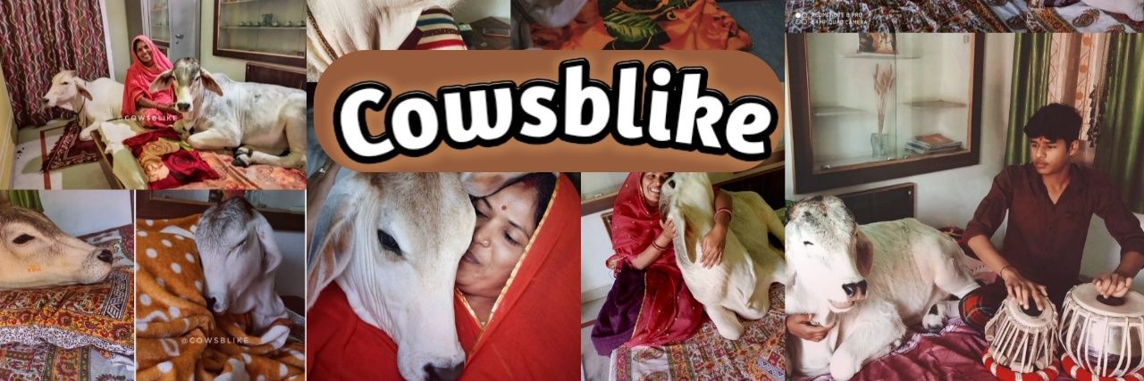 cowsblike banner