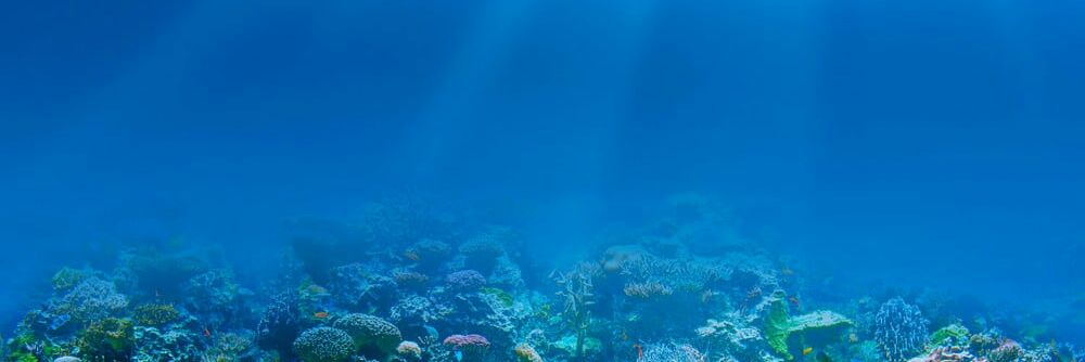 Joseph A. Christie-Oleza banner