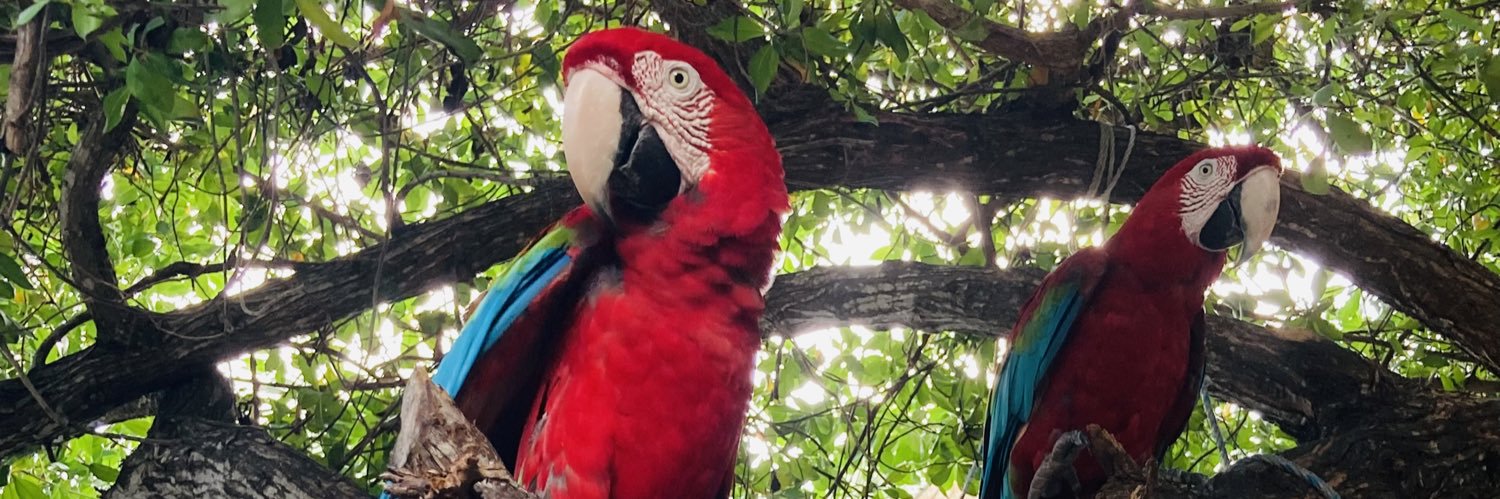 Profepaolis's profile banner image