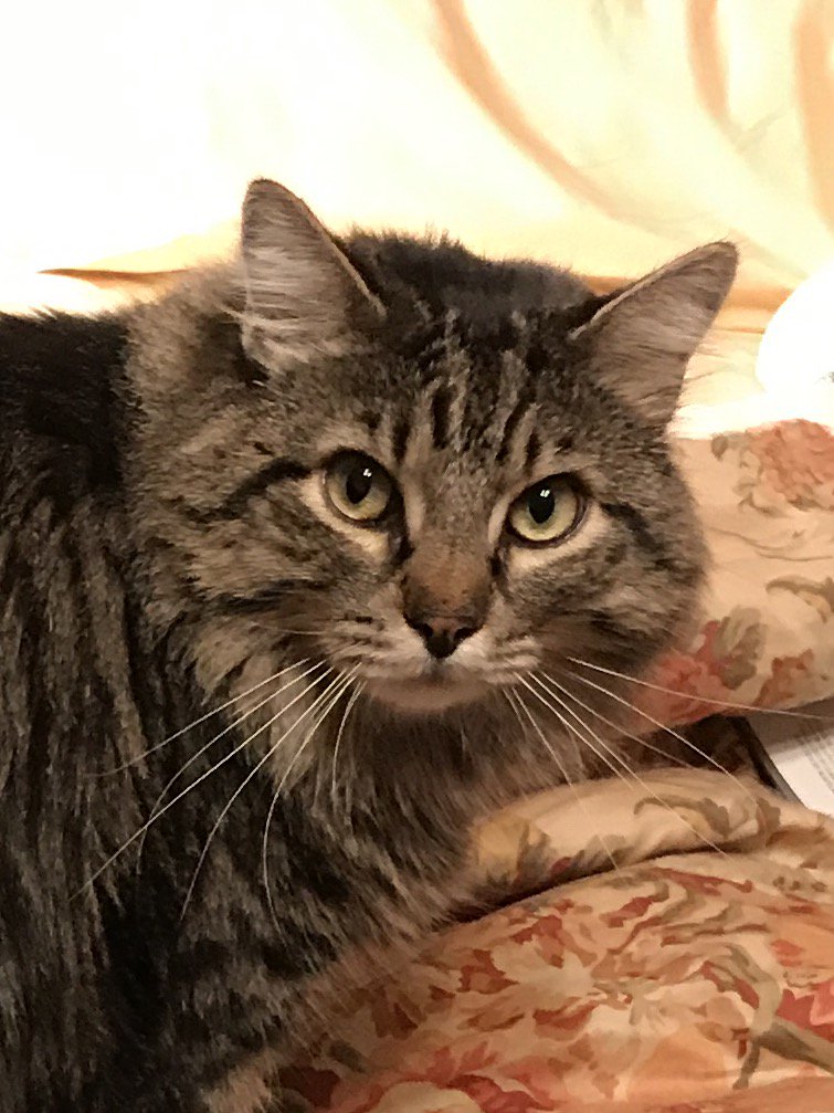 JustChasingTruth banner