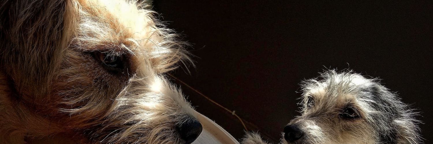 savirv's profile banner image