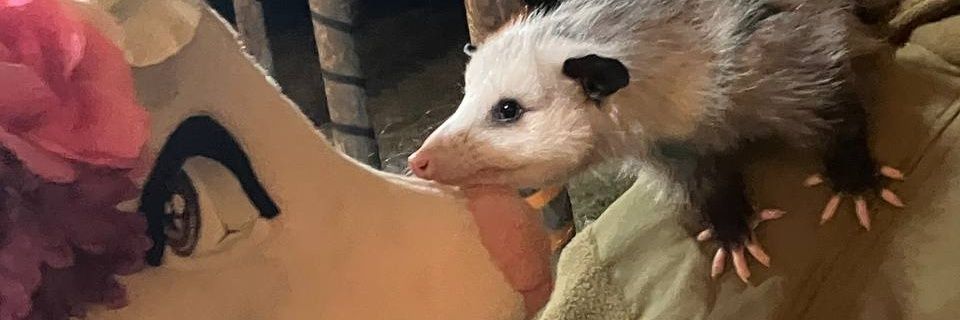 💖Aubie Opossum💖 banner