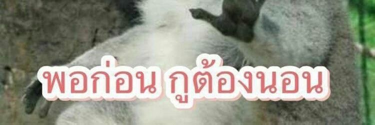 🐼🐼🐼 banner
