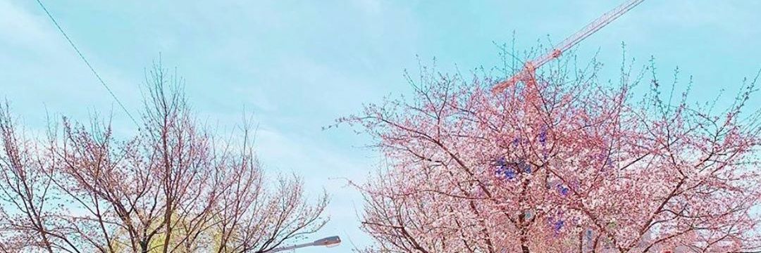 𝐬𝐚𝐥✦✿ banner