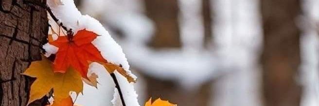 meliarouxet's profile banner image
