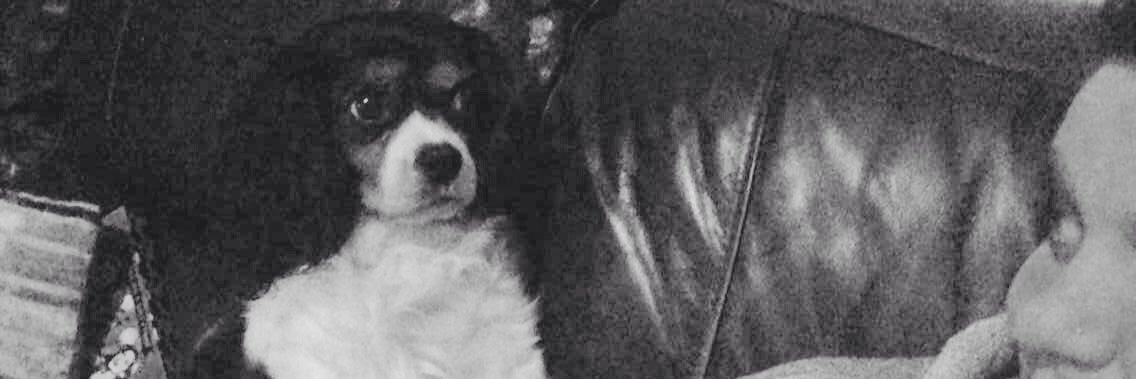 HevHusky's profile banner image