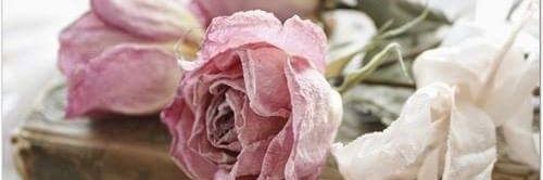 Ana Moro banner