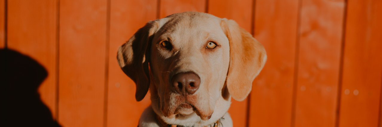 WillpowerWilly's profile banner image