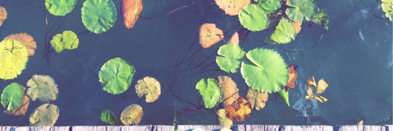 carotury's profile banner image