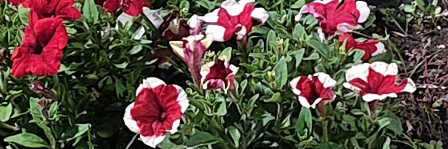 LorenaVelazco5's profile banner image