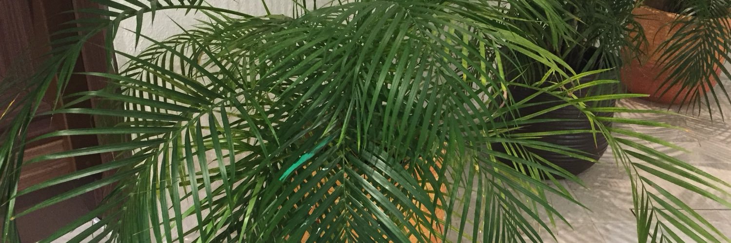 pocco50's profile banner image