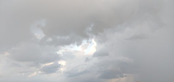 Lingzhi banner