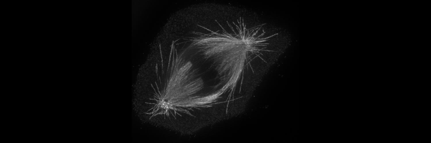 PPBI-Portuguese Platform of BioImaging's banner