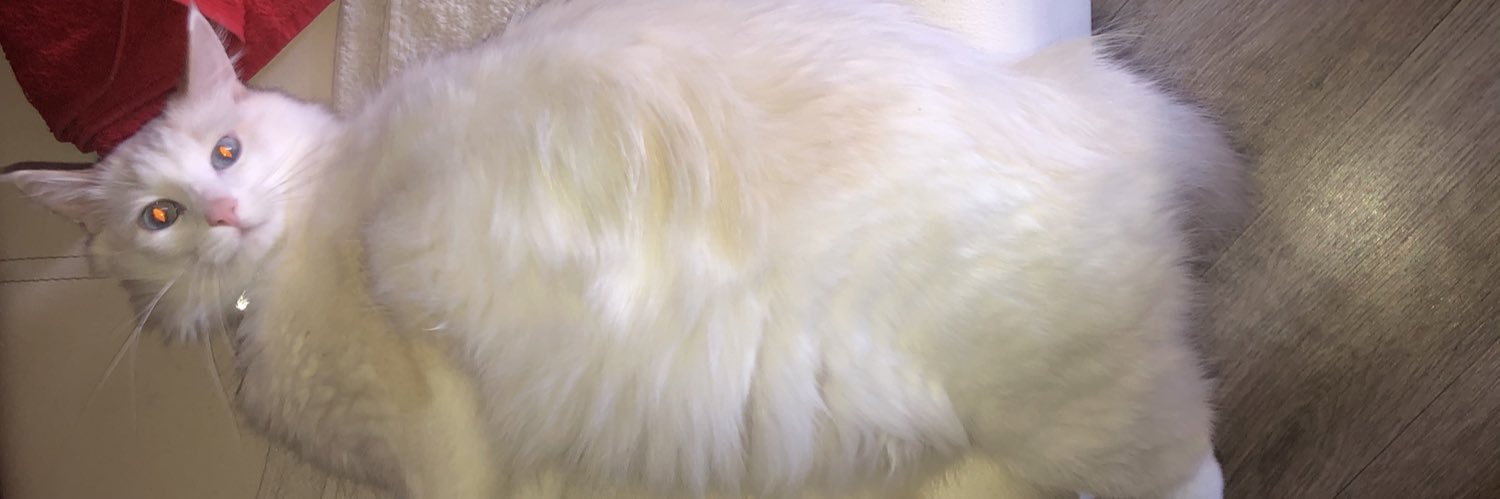 beeiero's profile banner image