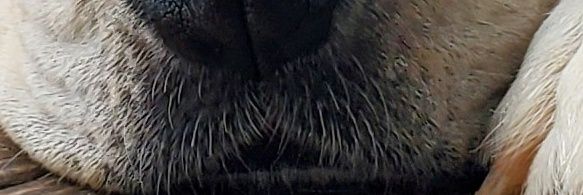 godzilla_mama's profile banner image