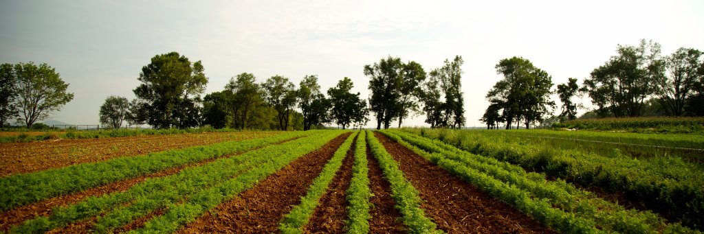 ProfetaFarms's profile banner image