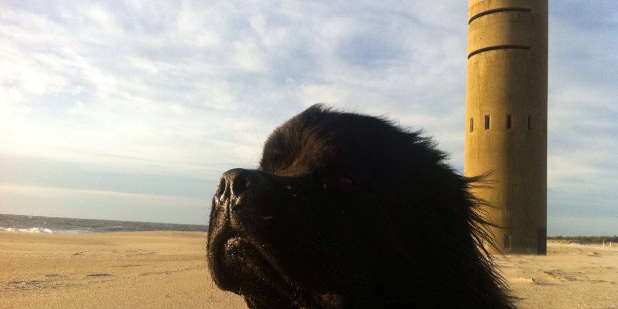 gnardog511's profile banner image