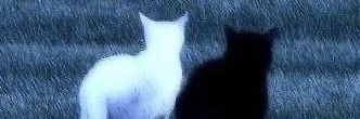 m banner