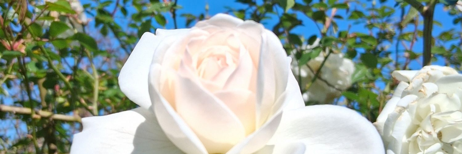 Dania's🐱🎈 banner