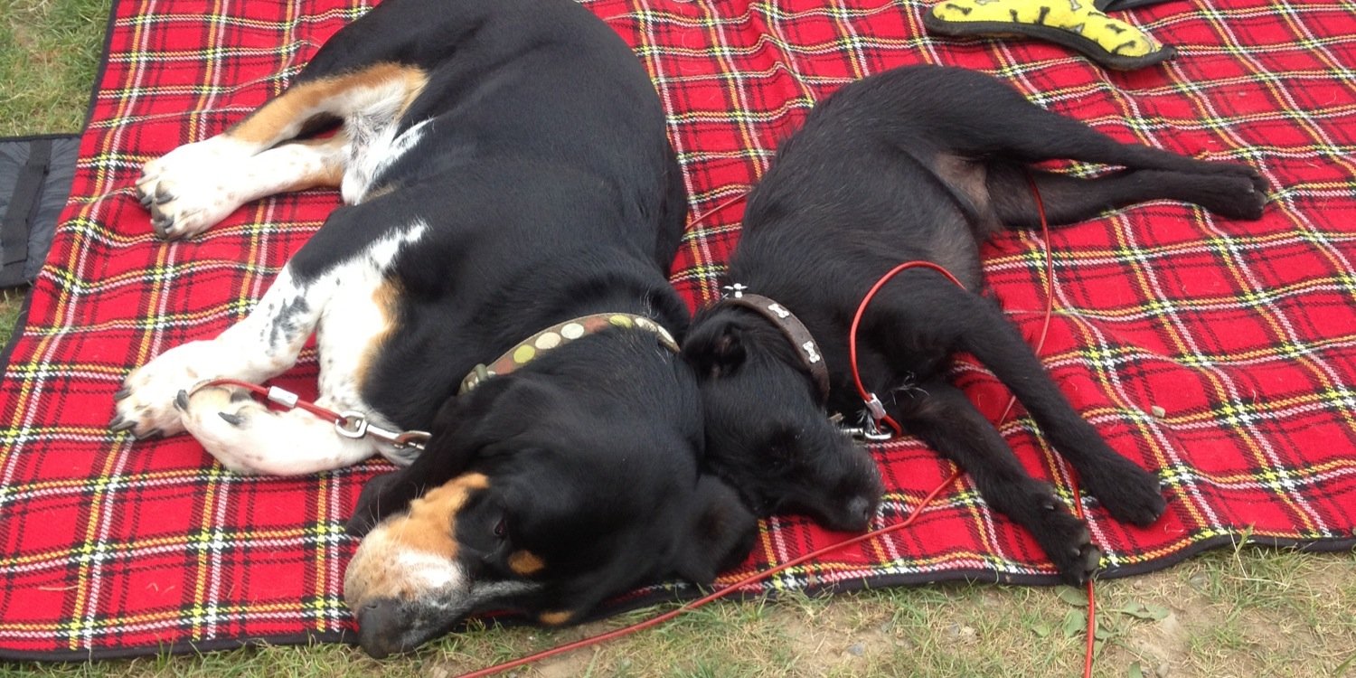 Arthur Basset💗Bonzo and Simba banner
