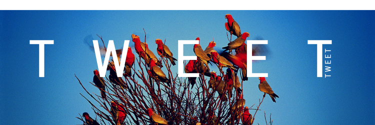 Tips4Tweeting's profile banner image