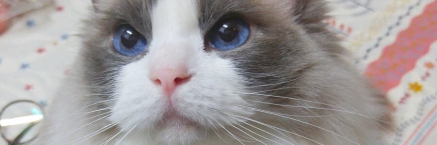 TheTeedanLee's profile banner image