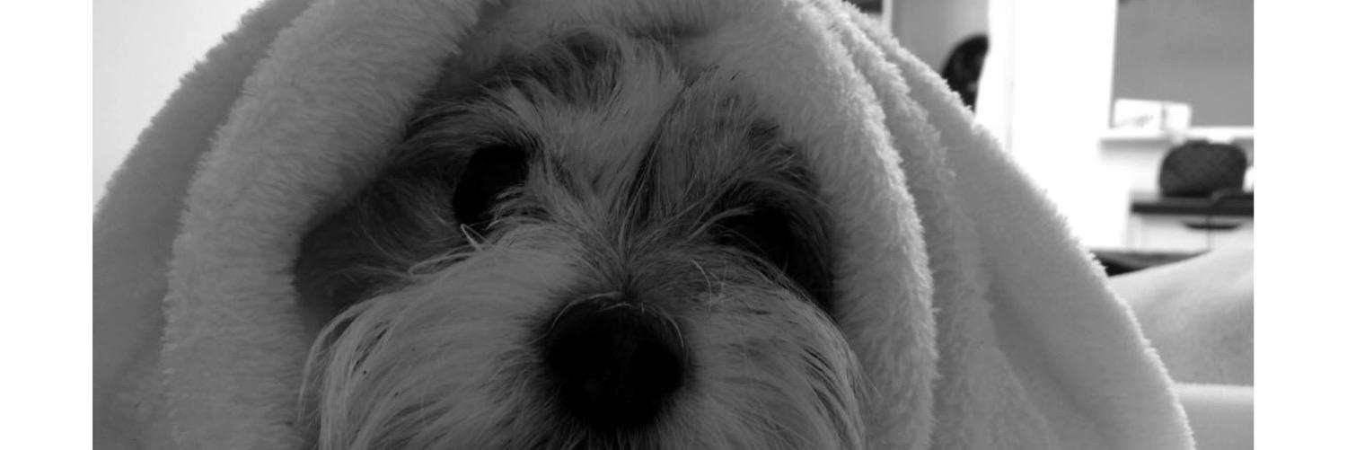 jennyaleman2's profile banner image